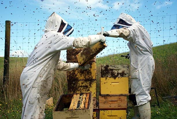 Two beekeepers in protective suits inspecting wooden hives in a grassy field with bees New Zealand beekeeping traditions