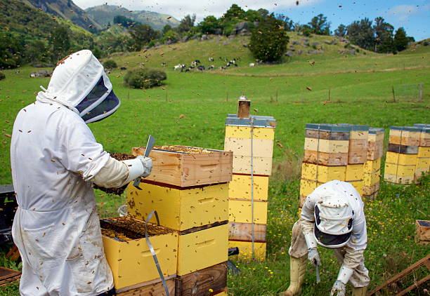 Beekeepers in protective suits inspecting wooden hives on a New Zealand pasture as they demonstrate how is Manuka honey harvested