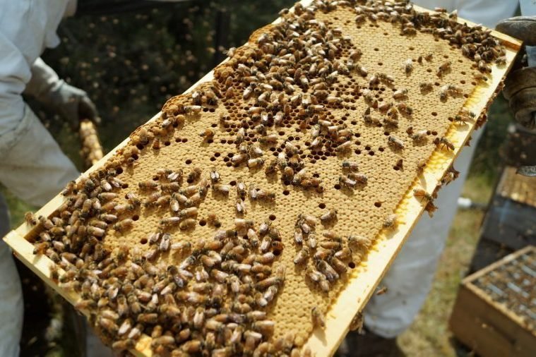Beekeeper holding a honeycomb frame covered in bees showing natural source for health benefits of propolis
