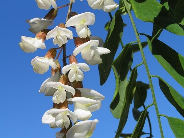 The Healing Benefits of Acacia Honey - Manuka Honey Direct