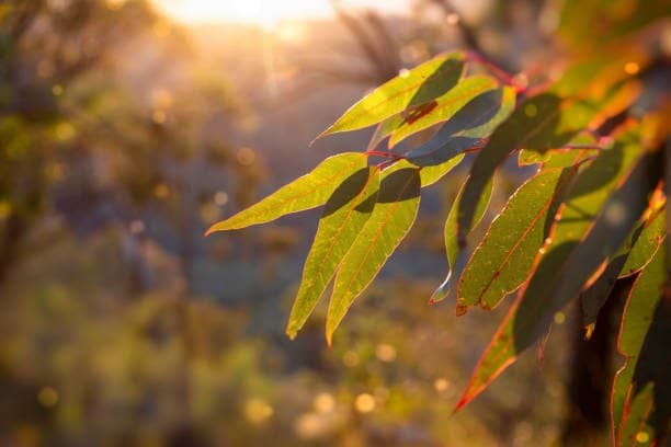 Sunlit eucalyptus leaves close up with soft bokeh background illustrating eucalyptus health benefits and natural wellness