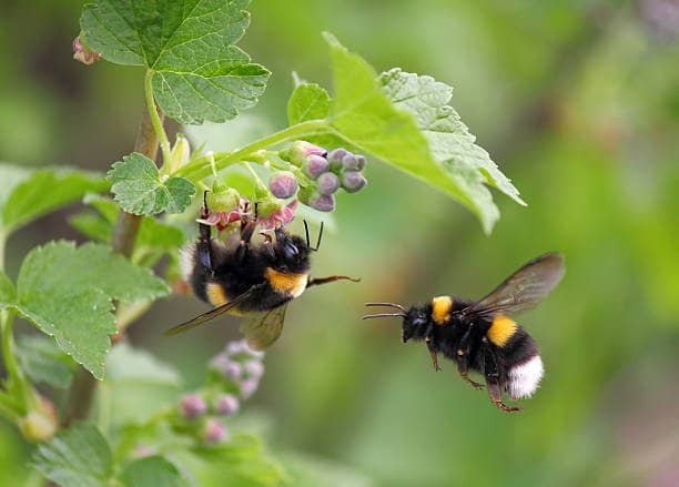 Two bumblebees feeding on green flowers close up image used to ask is bee venom extraction harmful to bees in research