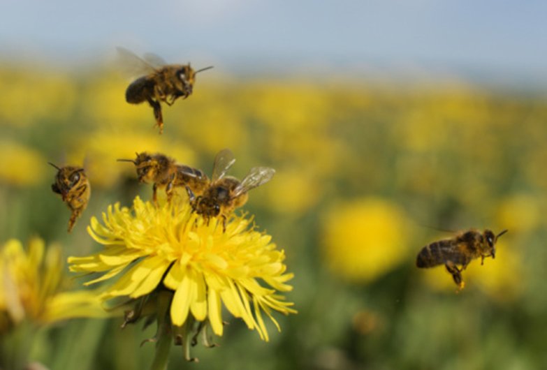 Close up of honeybees landing on a yellow dandelion in a meadow illustrating benefits of bee venom therapy