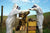 Beekeeping History in New Zealand - Manuka Honey Direct