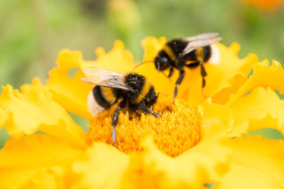 Two bumblebees collecting pollen on a bright yellow marigold illustrating benefits of bees for biodiversity in gardens