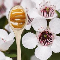 Spoon of manuka honey surrounded by white manuka flowers illustrating difference between monofloral and multifloral manuka honey