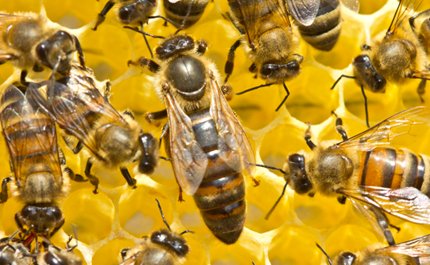 Close up of a queen bee surrounded by workers on honeycomb illustrating queen bee role in hive and social structure