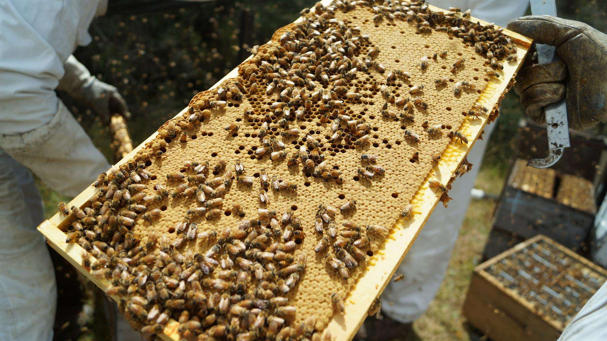 Beekeepers holding honeycomb frame covered with bees producing Wedderspoon Raw Manuka Honey 250g